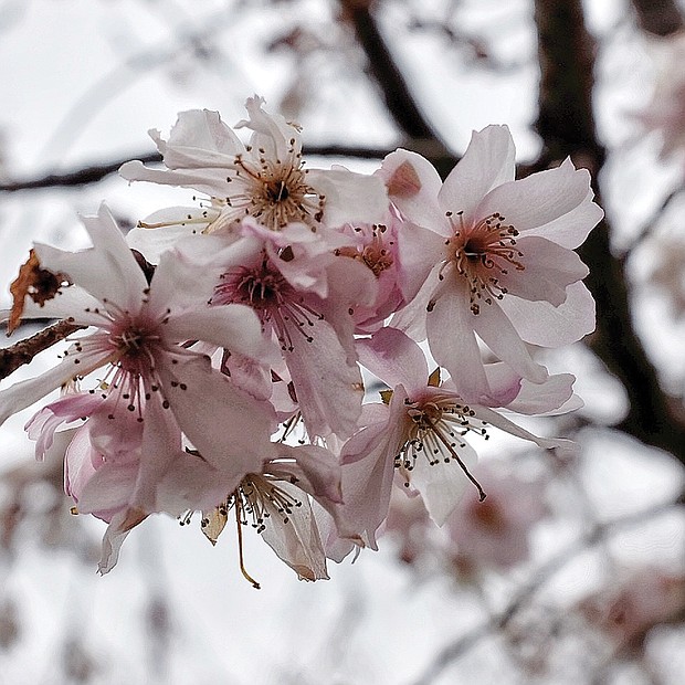 Spring blooms in North Side (Sandra Sellars/Richmond Free Press)
