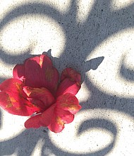 Camellia on sidewalk in West End (Sandra Sellars/Richmond Free Press)