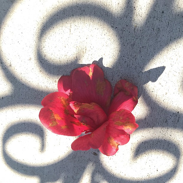 Camellia on sidewalk in West End (Sandra Sellars/Richmond Free Press)