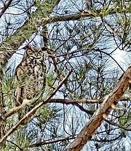 Great horned owl in Bryan Park (Sandra Sellars/Richmond Free Press)