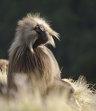 A gelada baboon in Ethiopia in 'Hostile Planet'

Full Credit: Miguel Willis/National Geographic