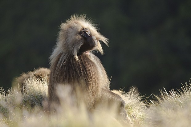 A gelada baboon in Ethiopia in 'Hostile Planet'

Full Credit: Miguel Willis/National Geographic