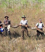 The Burmese python is one of the largest snakes in the world. But even by python standards, this one was colossal.