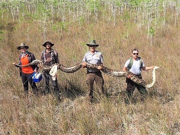 The Burmese python is one of the largest snakes in the world. But even by python standards, this one was colossal.