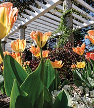 Tulips at Maymont (Sandra Sellars/Richmond Free Press)