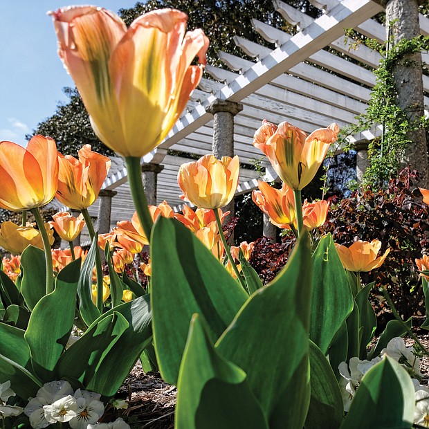 Tulips at Maymont (Sandra Sellars/Richmond Free Press)