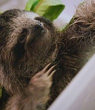 A baby sloth in the Sloth Sanctuary NICU.
