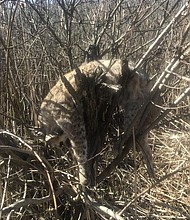 Officials are trying to figure out how a bobcat died, and its body ended up in a tree.

Full credit: Michigan Department of Natural Resources