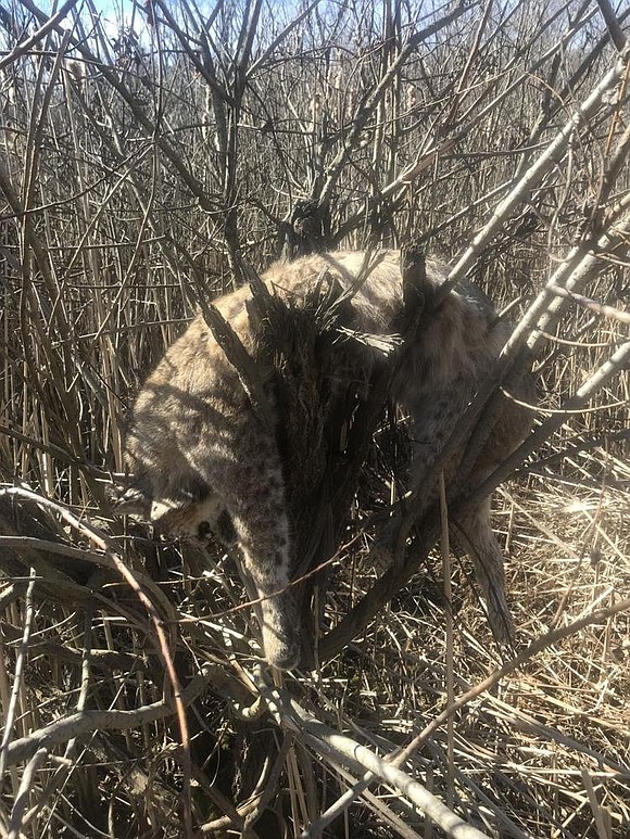 Officials are trying to figure out how a bobcat died, and its body ended up in a tree.