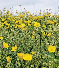 Buttercups in South Side (Sandra Sellars/Richmond Free Press)