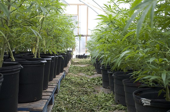 At first glance, it looks like a stoner’s paradise: Acres of plants that resemble marijuana. But this crop is hemp, ...