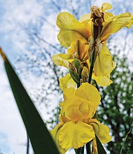 Yellow iris in the West End (Sandra Sellars/Richmond Free Press)