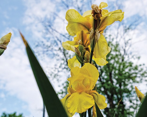 Yellow iris in the West End (Sandra Sellars/Richmond Free Press)