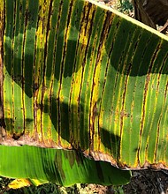 Dark streaks on a banana leaf caused by toxins released from the fungus.