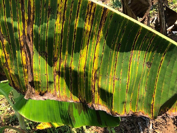 Dark streaks on a banana leaf caused by toxins released from the fungus.