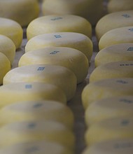 Batch 830 waits in one of the barn’s three chilling rooms to be packaged and sold. During the holidays, all three chilling rooms are packed with wheels of cheese.
