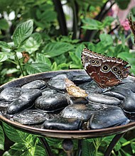 ‘Butterflies Live’ at Lewis Ginter Botanical Garden (Sandra Sellars/Richmond Free Press)