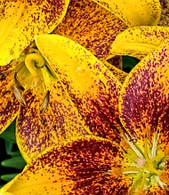 Daylillies in The Fan (Sandra Sellars/Richmond Free Press)