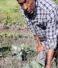 Arthur L. Burton checks the fresh broccoli growing at the Willis Road garden, one of four gardens established by the Community Unity in Action coalition he leads to improve and raise overall prospects of low-income Richmond area residents.