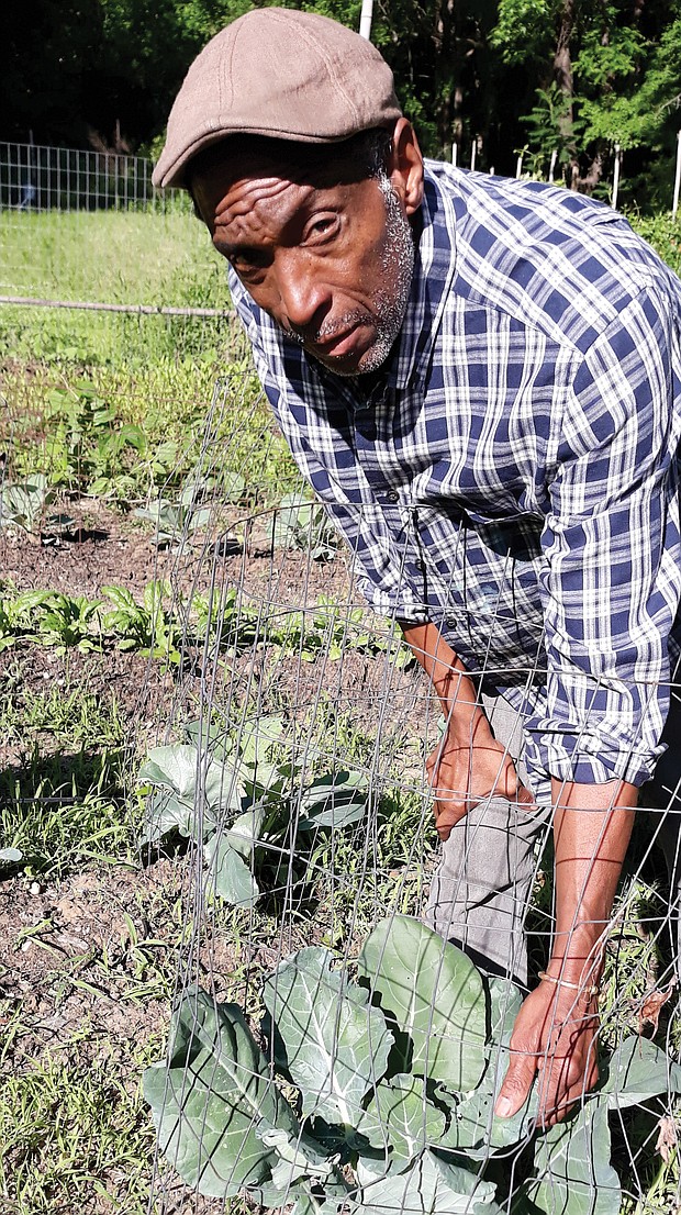 Arthur L. Burton checks the fresh broccoli growing at the Willis Road garden, one of four gardens established by the Community Unity in Action coalition he leads to improve and raise overall prospects of low-income Richmond area residents.