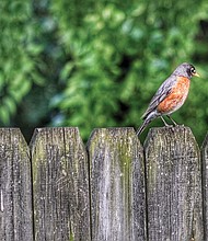 Robin on a fence in the West End (Sandra Sellars/Richmond Free Press)