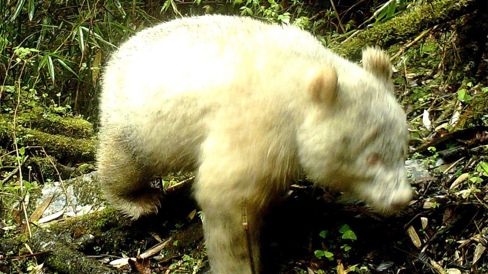 First fully albino giant panda filmed in Chinese forest | Houston Style