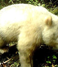 A fully albino giant panda in Wolong National Nature Reserve, in China's Sichuan province.