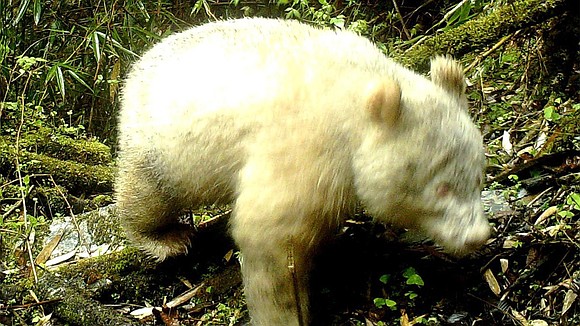 A fully albino giant panda has been filmed roaming bamboo forests in China -- the first ever recorded in the …