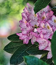 Rhododendron in the East End (Sandra Sellars/Richmond Free Press)