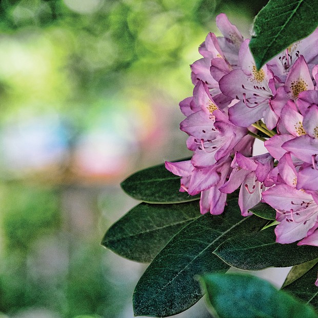 Rhododendron in the East End (Sandra Sellars/Richmond Free Press)