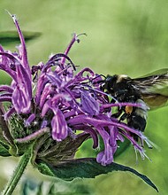 Busy bee on South Side (Sandra Sellars/Richmond Free Press)