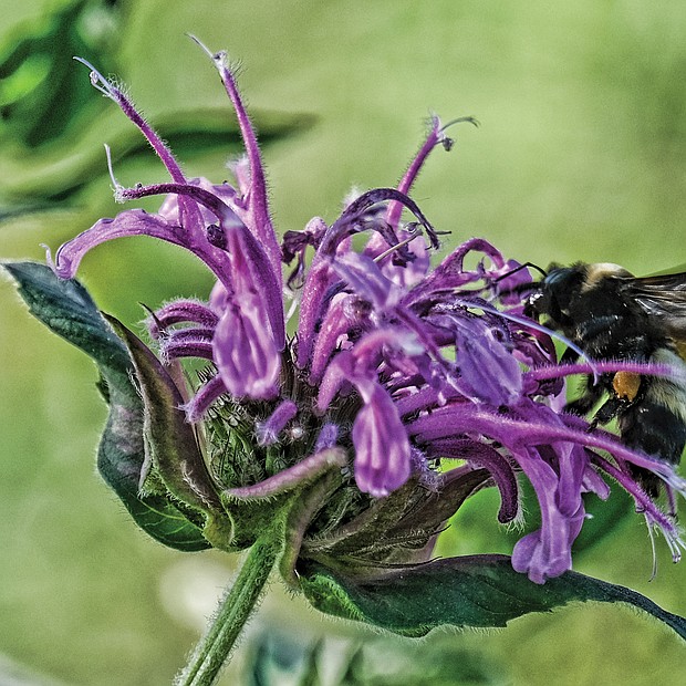 Busy bee on South Side (Sandra Sellars/Richmond Free Press)