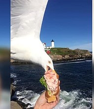 Alicia Jessop only had two things on her mind when she got to Maine -- eating lobster and seeing a lighthouse.
Instead, she got more than she planned for when a seagull swooped in, stole her lunch and gave her the ultimate Instagram picture.