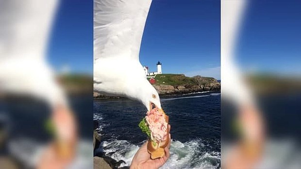 Alicia Jessop only had two things on her mind when she got to Maine -- eating lobster and seeing a lighthouse.
Instead, she got more than she planned for when a seagull swooped in, stole her lunch and gave her the ultimate Instagram picture.