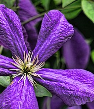 Clematis in the West End (Sandra Sellars/Richmond Free Press)
