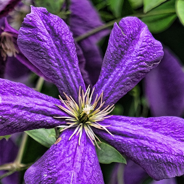 Clematis in the West End (Sandra Sellars/Richmond Free Press)