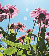 Cone flowers in North Side (Sandra Sellars/Richmond Free Press)