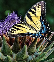 Butterfly and thistle in the West End (Sandra Sellars/Richmond Free Press)