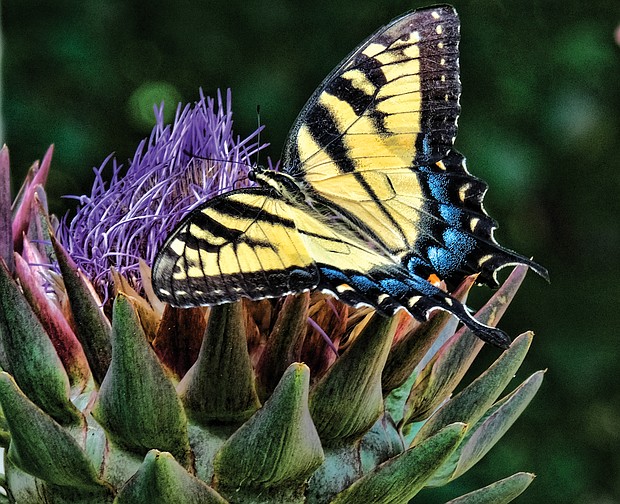 Butterfly and thistle in the West End (Sandra Sellars/Richmond Free Press)