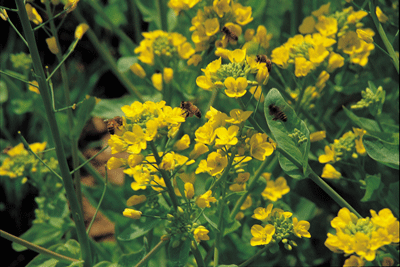 The Sandtown South Neighborhood Alliance will receive nearly $3,000 to create a productive flower farm and pollinator garden, increase tree ... The Sandtown South Neighborhood Alliance will receive nearly $3,000 to create a productive flower farm and pollinator garden, increase tree ...