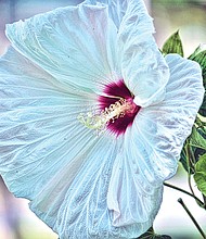 Giant hibiscus in North Side (Sandra Sellars/Richmond Free Press)