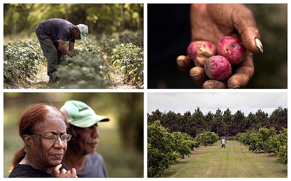 Black families in the South are doing important work to continue the legacy of Black farming communities. Black families in the South are doing important work to continue the legacy of Black farming communities.