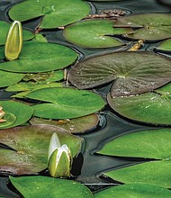 More lilly pad in West End