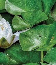 Lily pad flower in West End (Sandra Sellars/Richmond Free Press)