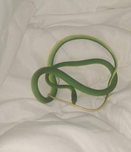 Melinda Major was asleep in her hotel room in Memphis, Tennessee, on Friday morning when she felt something moving around on her arm.