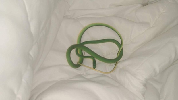 Melinda Major was asleep in her hotel room in Memphis, Tennessee, on Friday morning when she felt something moving around on her arm.