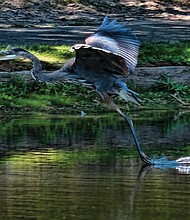Heron in Eastern Henrico (Sandra Sellars/Richmond Free Press)