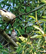 Blue jays share a meal in North Side (Sandra Sellars/Richmond Free Press)
