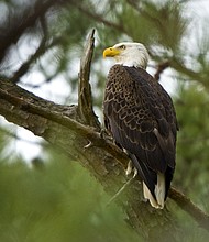 The US Interior Department announced significant changes Monday that would weaken how the Endangered Species Act is implemented, a move critics fear will allow for more oil and gas drilling and limit how much regulators consider the impacts of the climate crisis.