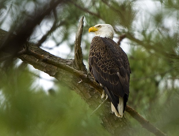 The US Interior Department announced significant changes Monday that would weaken how the Endangered Species Act is implemented, a move critics fear will allow for more oil and gas drilling and limit how much regulators consider the impacts of the climate crisis.